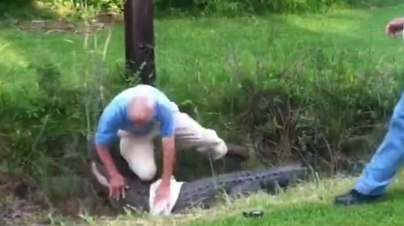 Man tries to jump on alligator's back and his arm gets bitten