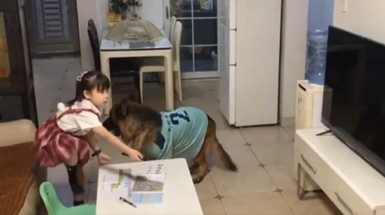Pet dog helps girl pretend to do homework when her dad walks in