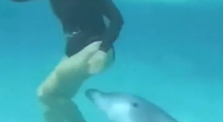 Woman almost got victimized by excited dolphin while swimming