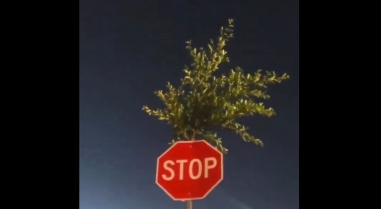 Woman discovers a tree growing through a stop sign
