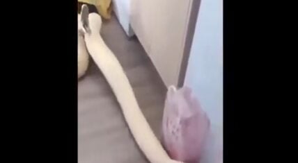 Snake has diarrhea all over owner's floor, video goes viral