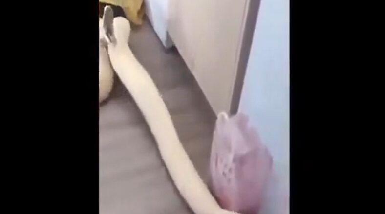 Snake has diarrhea all over owner's floor, video goes viral