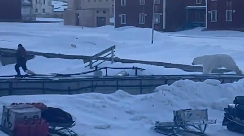 A man was minding his own business when a polar bear began chasing him. The situation was caught on camera. He jumped on a snowboard and fled to safety.
