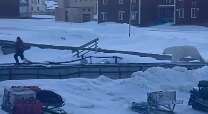 A man was minding his own business when a polar bear began chasing him. The situation was caught on camera. He jumped on a snowboard and fled to safety.