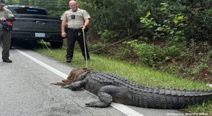 This alligator, named