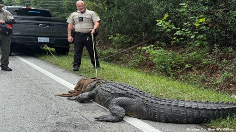 This alligator, named "Pepe," has dominated the internet. It was found alongside a road outside of Jacksonville, North Carolina, this morning.