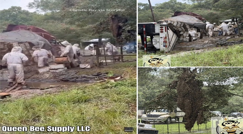 18-wheeler flips in Texas, releases 24 million honeybees, triggers neighborhood lockdown [VIDEO]