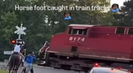 Red train locomotive 8174 approaching a horse whose hoof is trapped in railroad tracks at a crossing in Mansfield, Louisiana, with bystanders and rider nearby.