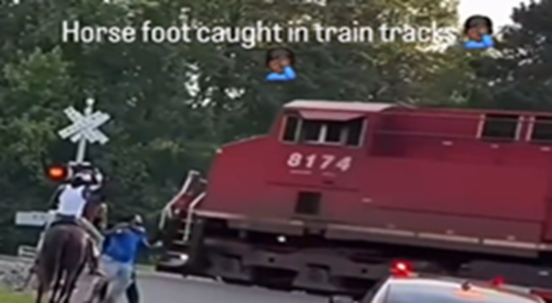 Horse stuck on train tracks in Mansfield, Louisiana, struck and killed by locomotive [VIDEO]